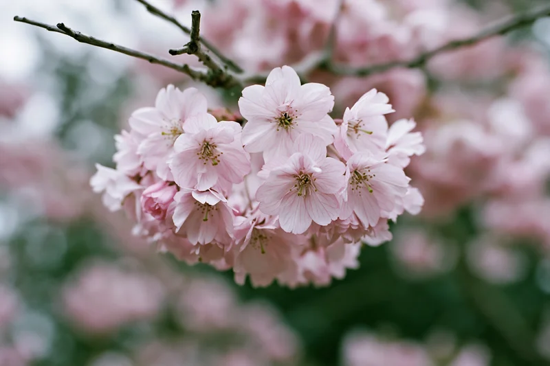 Close-up of cherry blossom cluster on a slender branch in spring