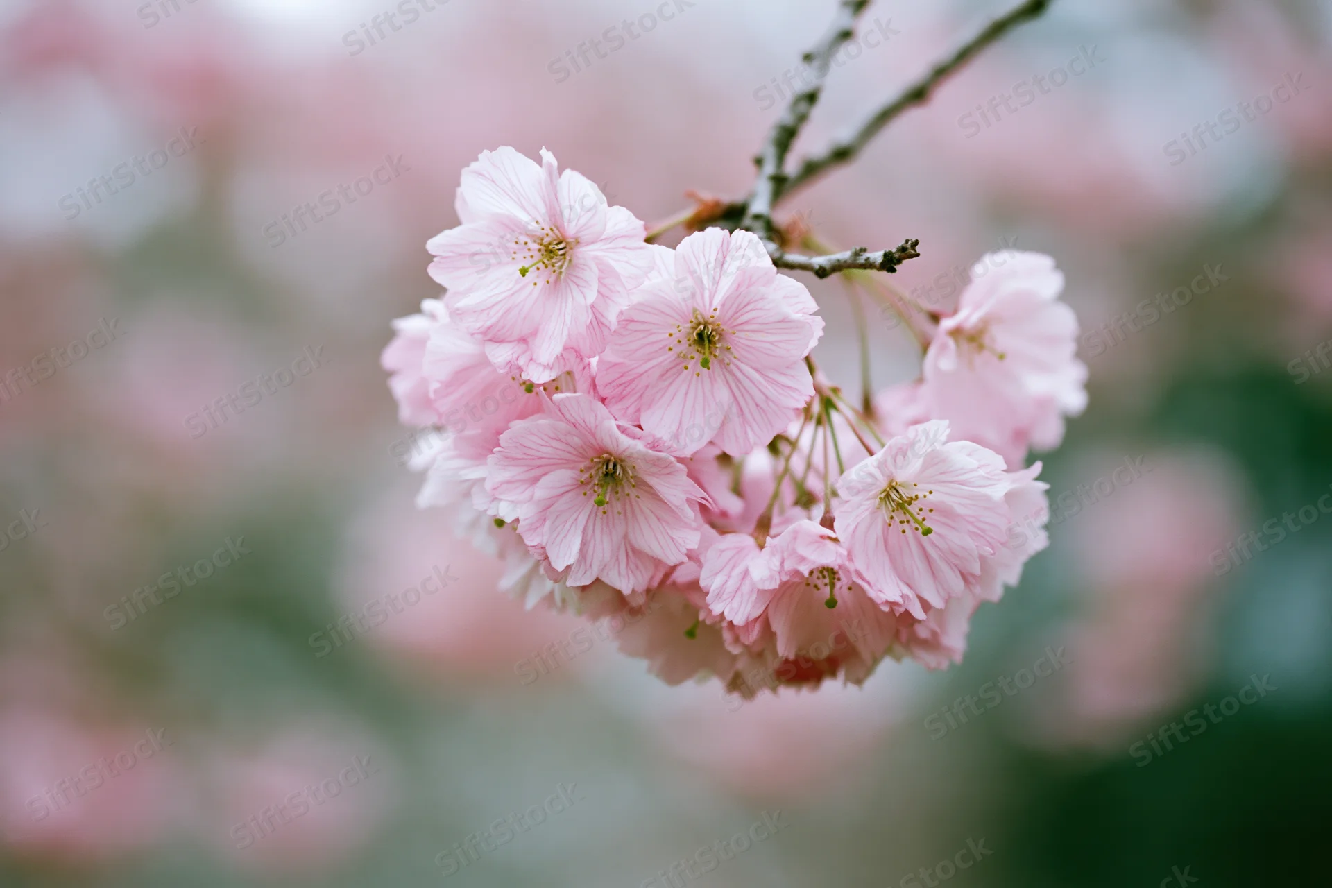 Close-up of cherry blossom cluster on a slender branch in spring