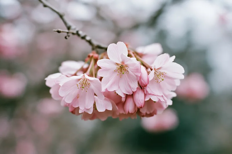 Close-up of cherry blossom cluster hanging from a slender branch in spring