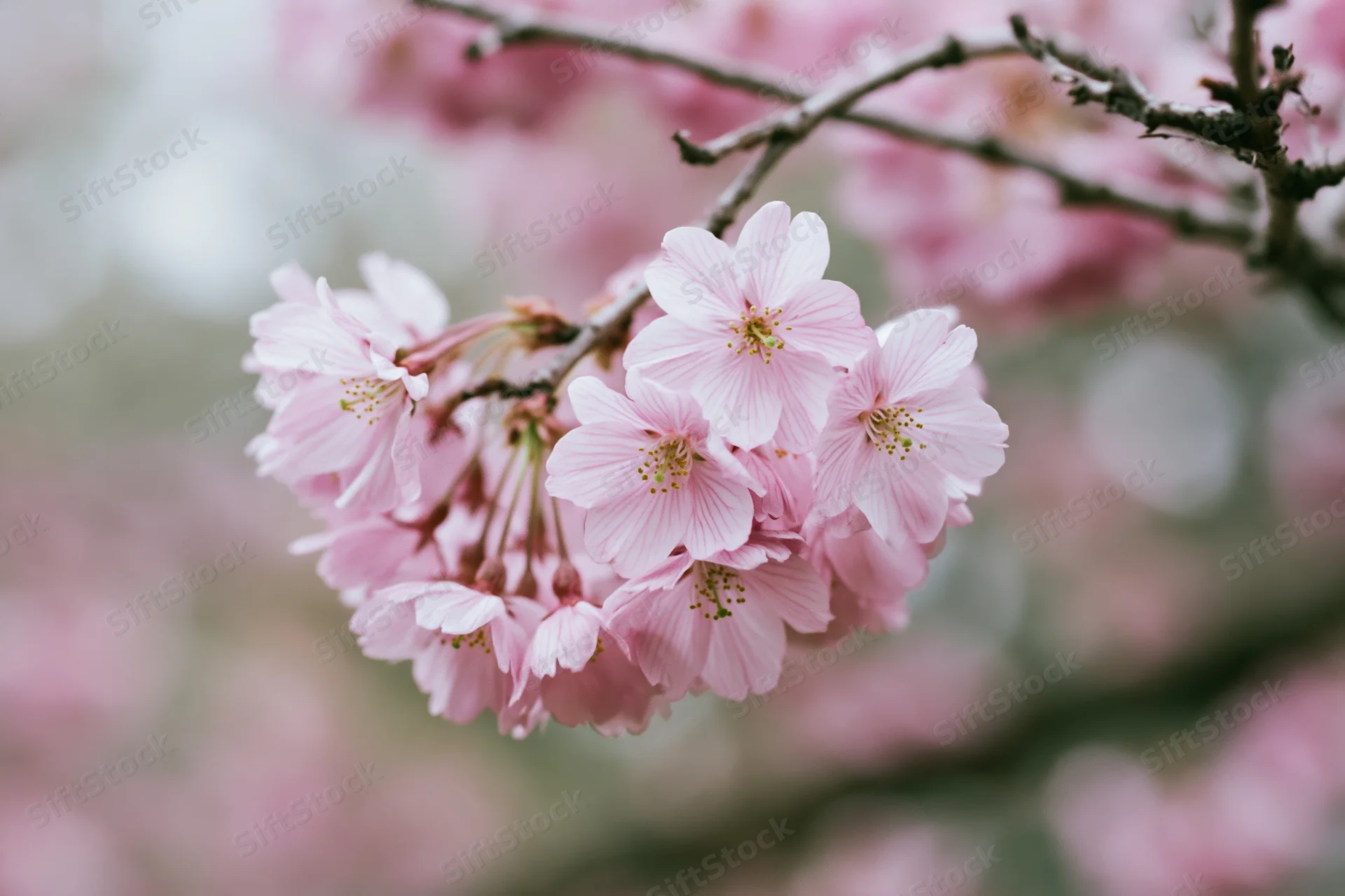 Close-up of cherry blossom cluster on a slender branch in spring