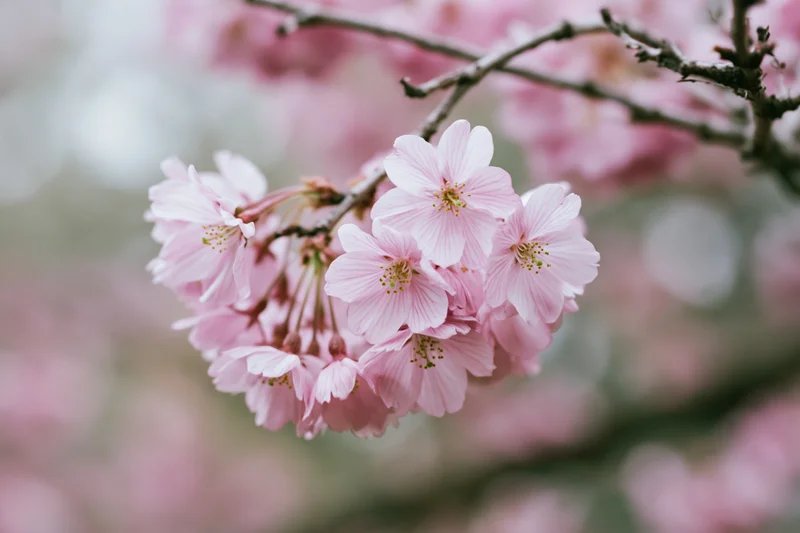 Close-up of cherry blossom cluster on a slender branch in spring