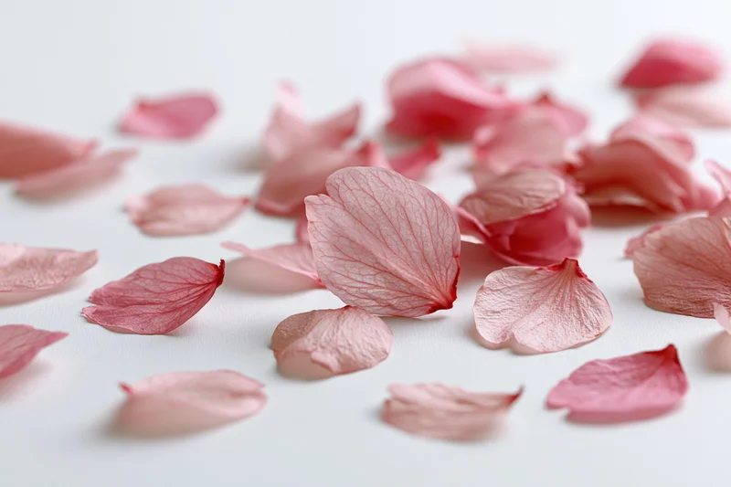 Cherry blossom petals scattered across a white surface