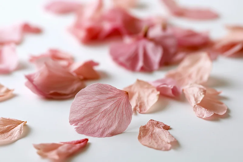 Cherry blossom petals scattered across a white surface