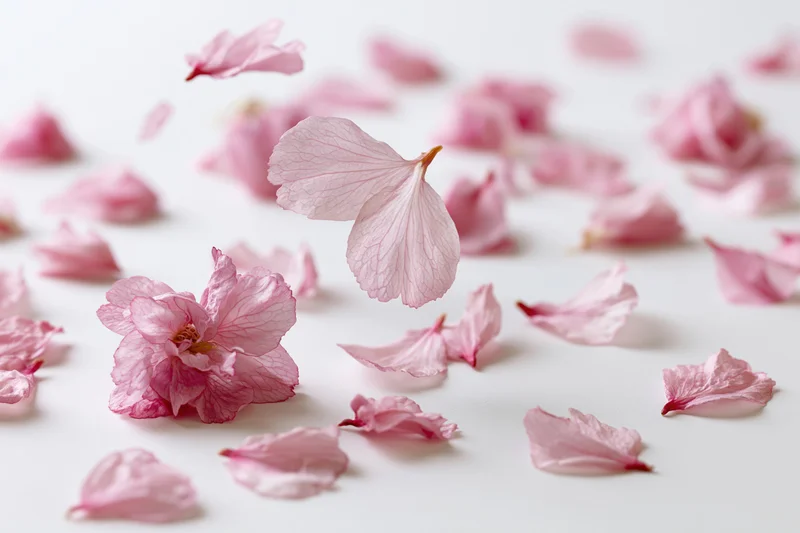 Cherry blossom petals floating and scattered across a white surface