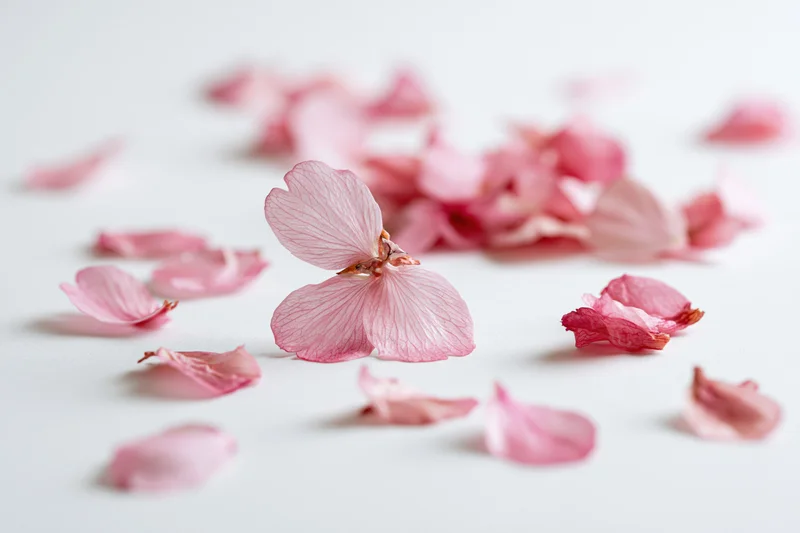 Cherry blossom petals scattered across a white surface