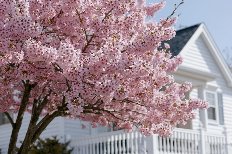 Cherry blossom tree in full bloom in front of a white house with a picket fence