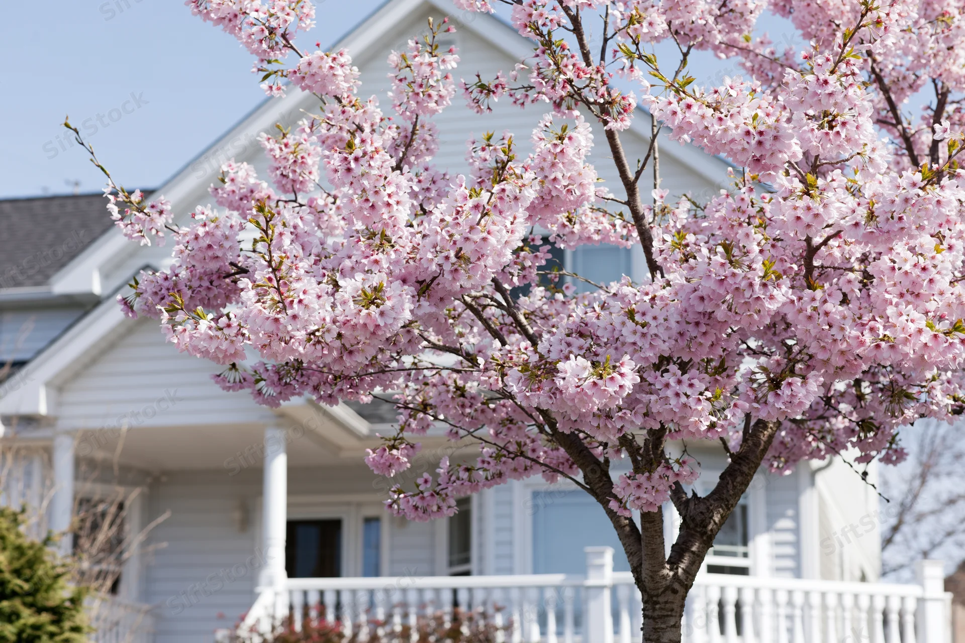 Cherry blossom tree in full bloom in front of a white suburban house