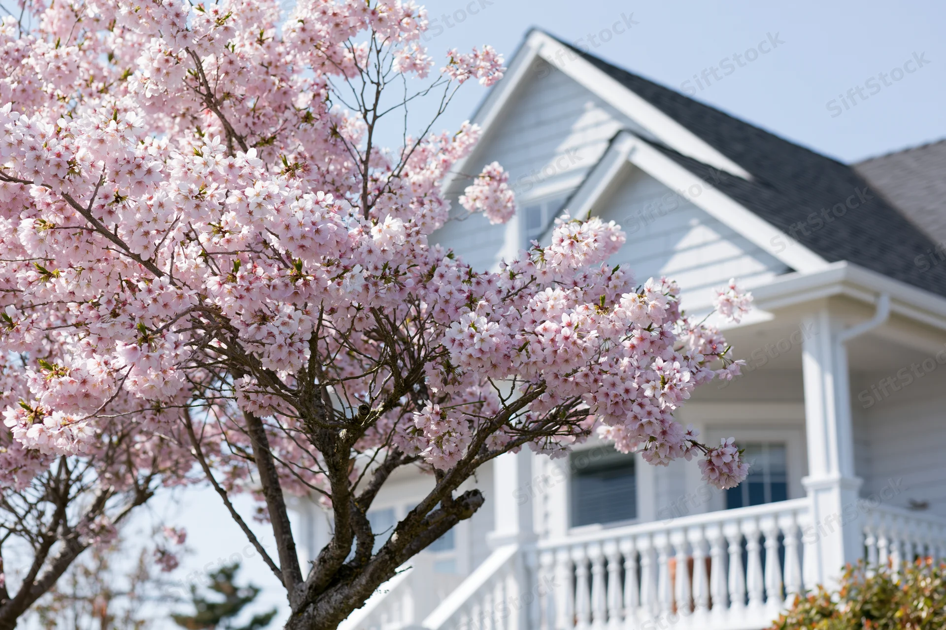 Cherry blossom tree in full bloom in front of a white house with porch