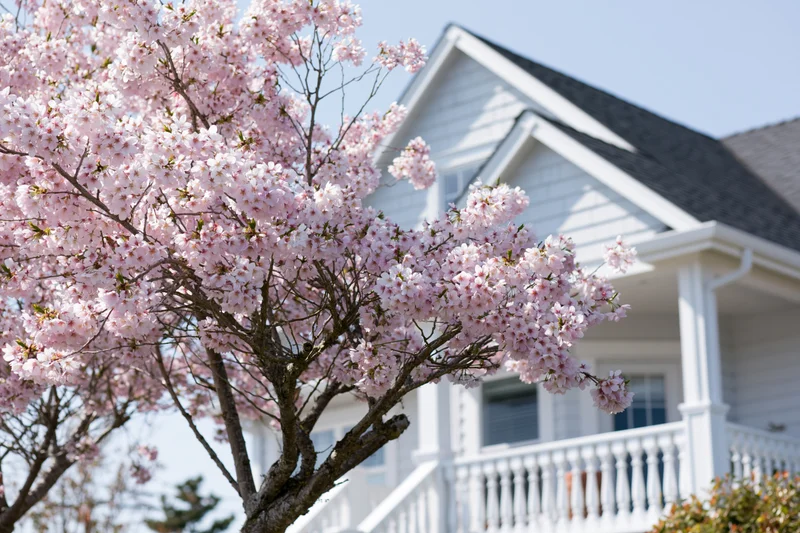 Cherry blossom tree in full bloom in front of a white house with porch