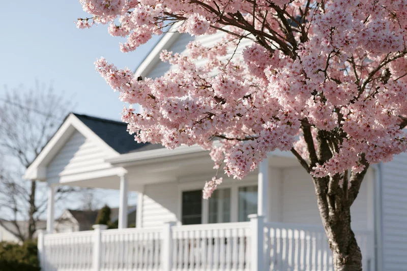 Cherry blossom tree in full bloom in front of a white suburban house with porch and fence