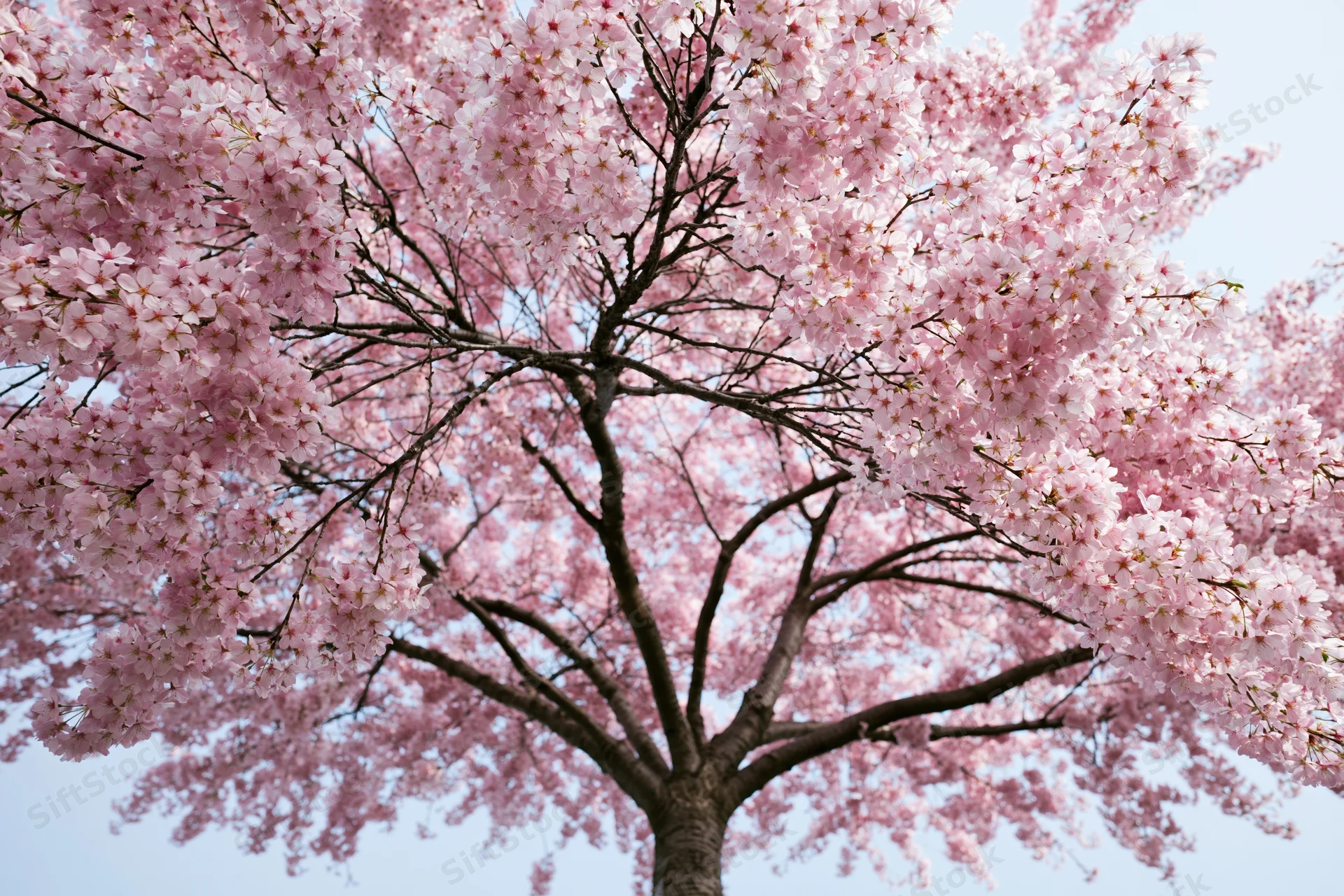 Cherry blossom tree in full bloom viewed from below against a clear sky