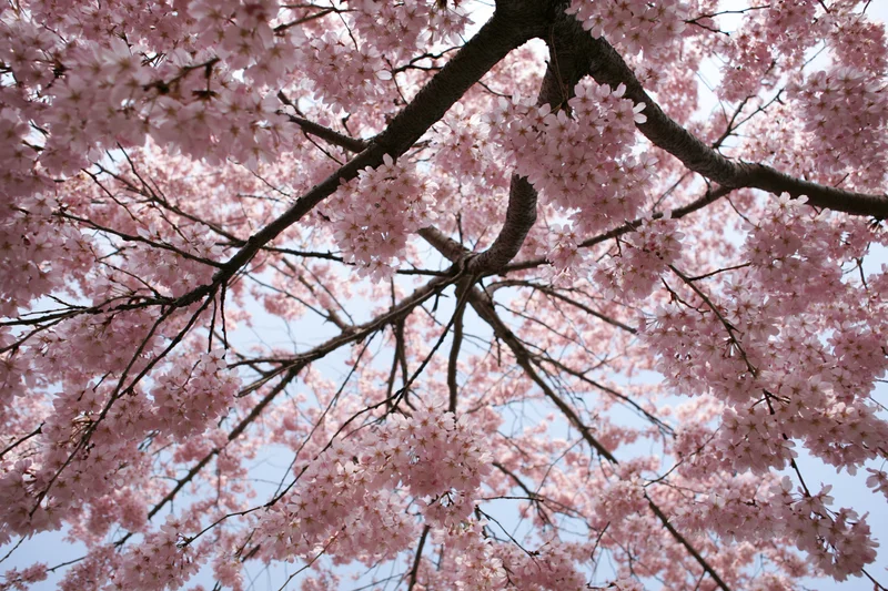 Cherry blossom tree in full bloom viewed from below against a clear sky