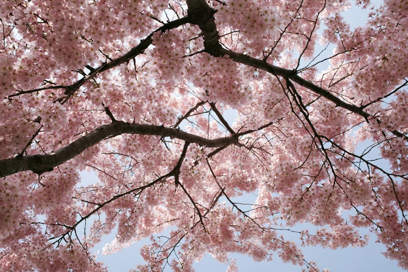 Cherry blossom tree in full bloom viewed from below against a clear sky