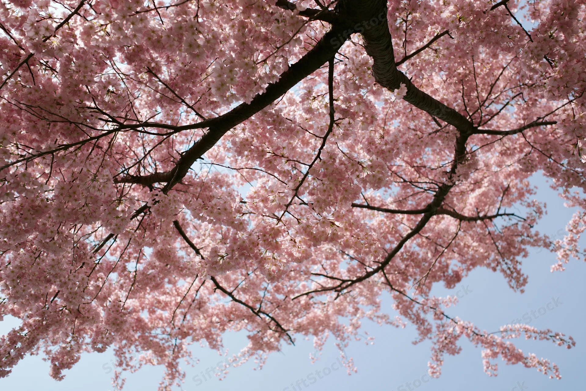 Cherry blossom tree in full bloom viewed from below against a clear blue sky