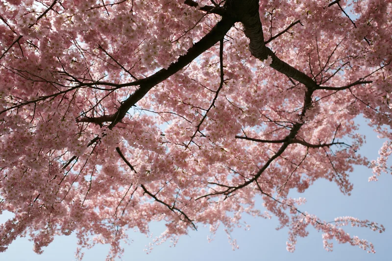 Cherry blossom tree in full bloom viewed from below against a clear blue sky