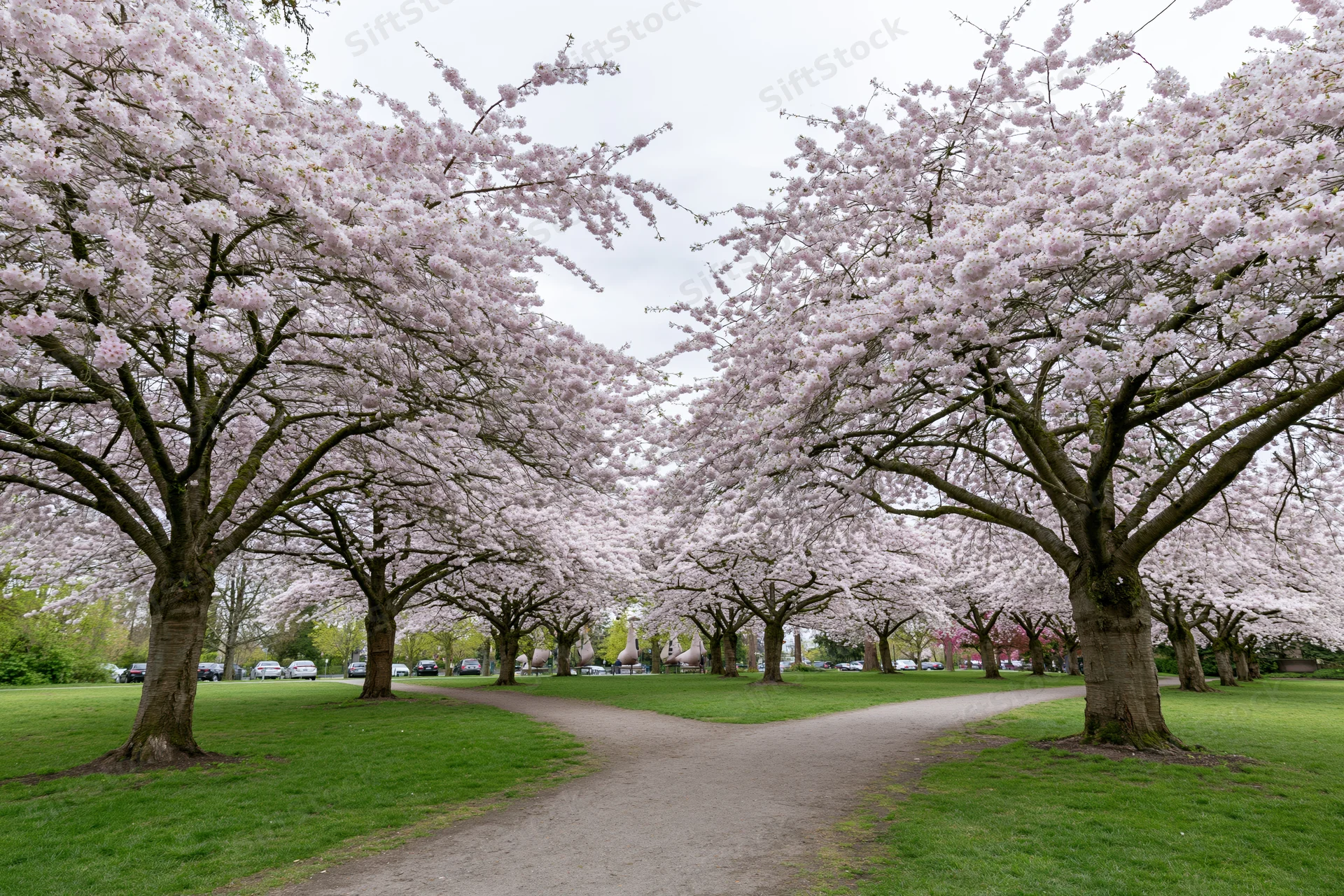 Cherry blossom trees in full bloom lining a winding path through a green urban park