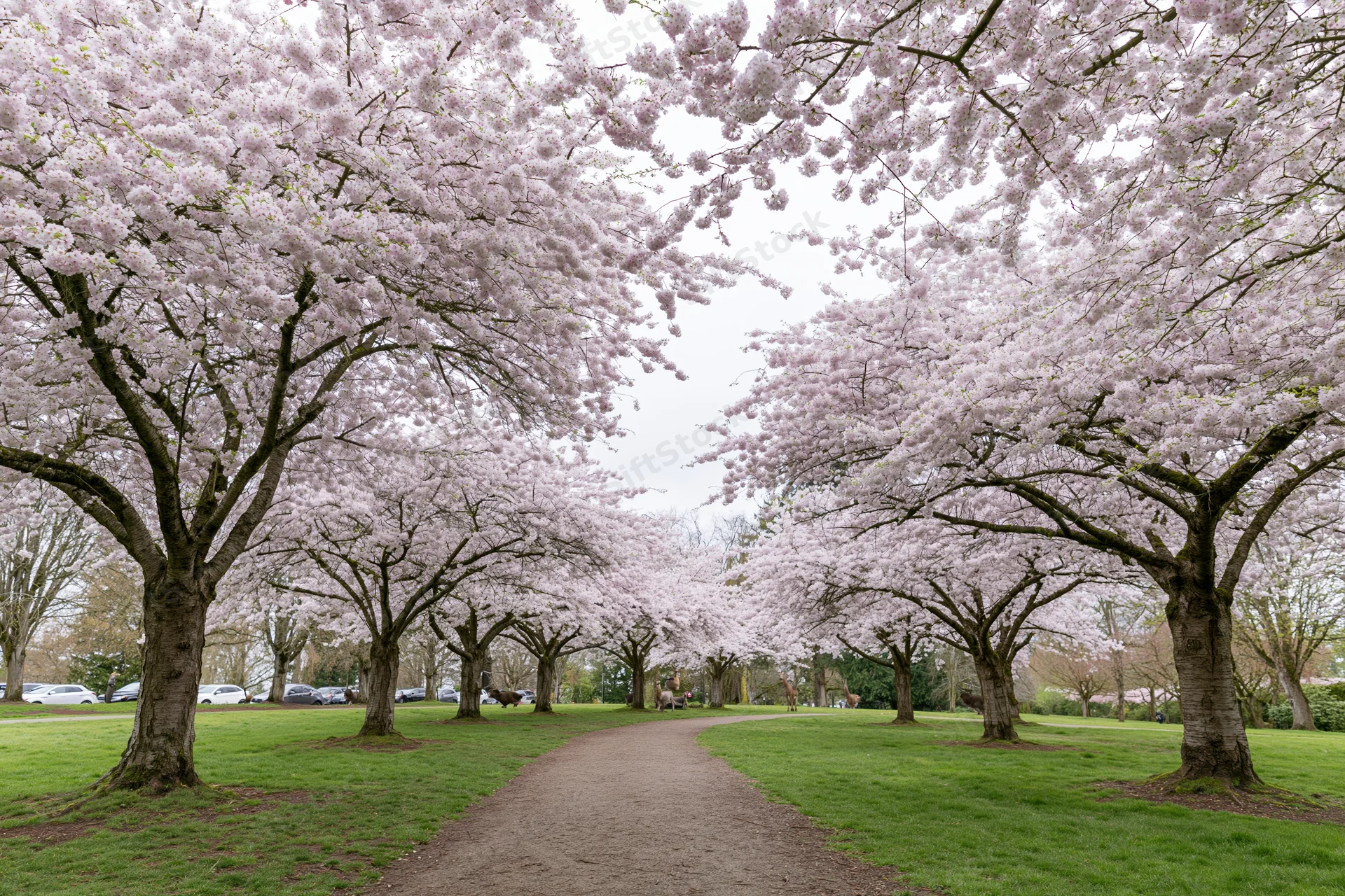 Cherry blossom trees in full bloom lining a pathway through a green urban park