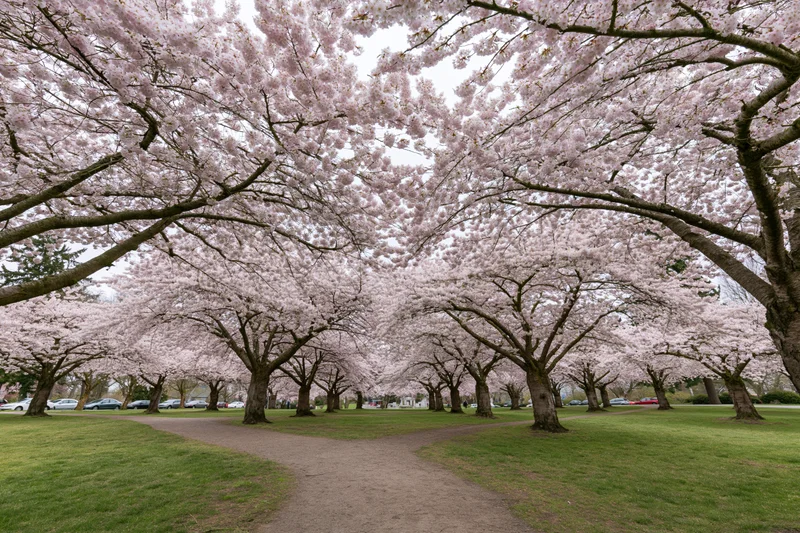 Cherry blossom trees in full bloom lining a winding path through a green urban park