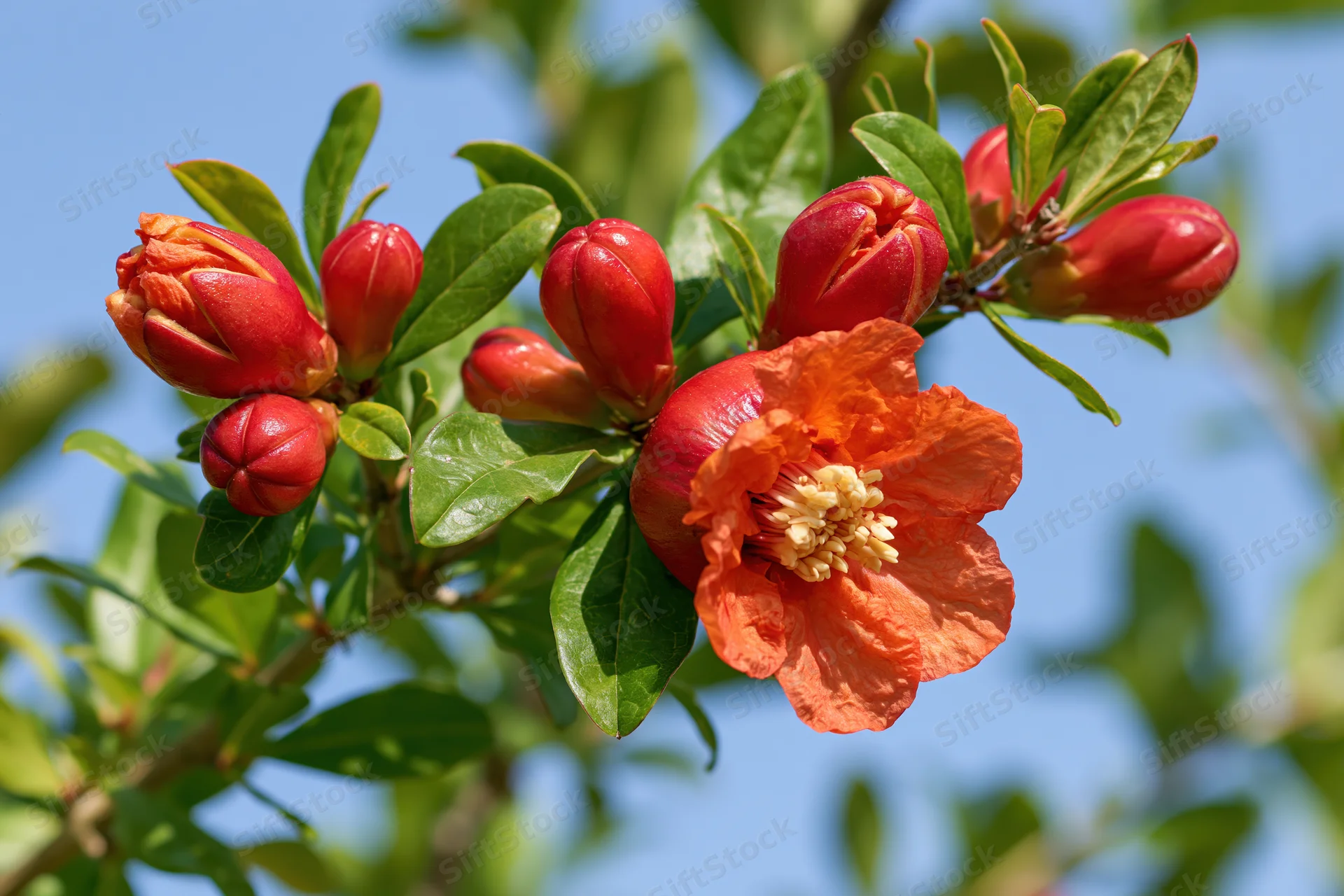 Pomegranate flower in full bloom with buds and green leaves against blue sky
