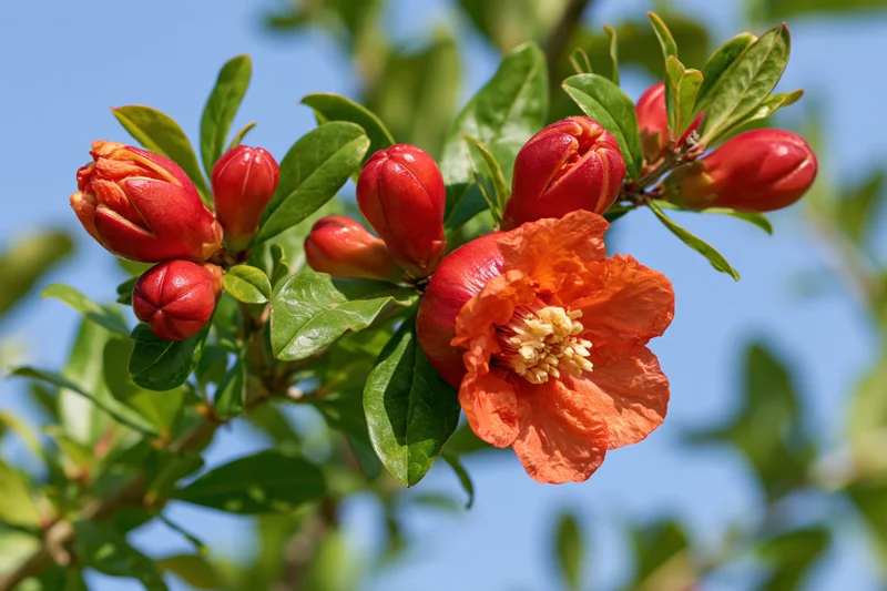 Pomegranate flower in full bloom with buds and green leaves against blue sky
