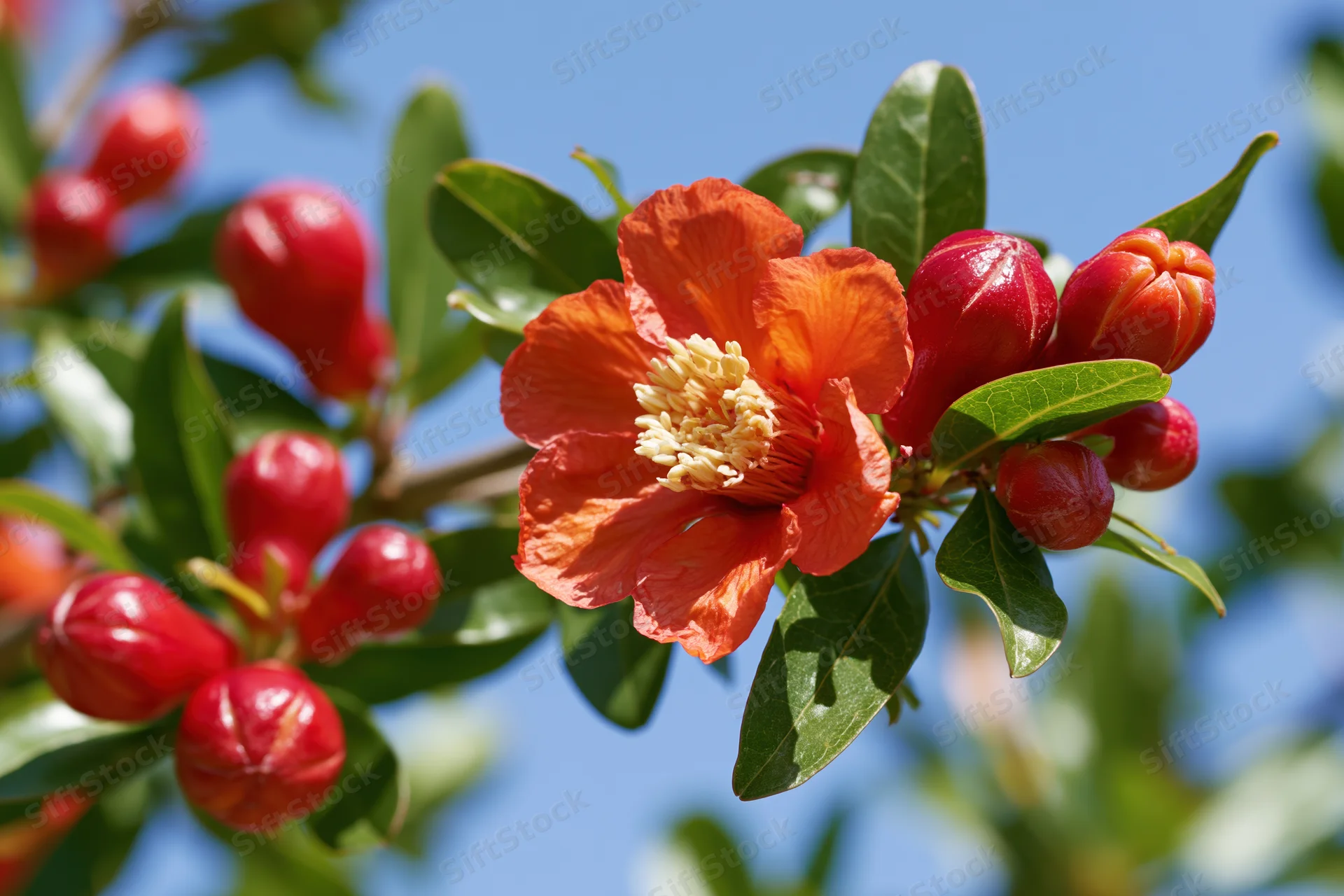 Pomegranate flower in full bloom with buds and green leaves against blue sky
