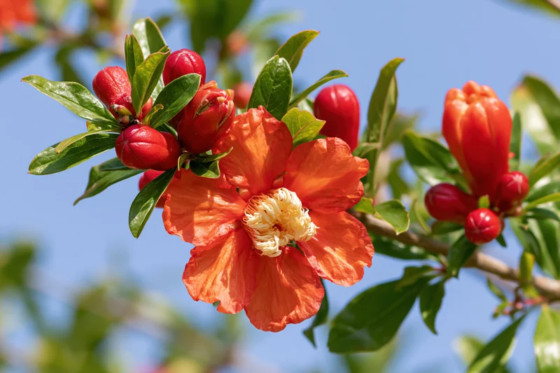 Pomegranate flower in full bloom with buds and green leaves on a branch against a blue sky
