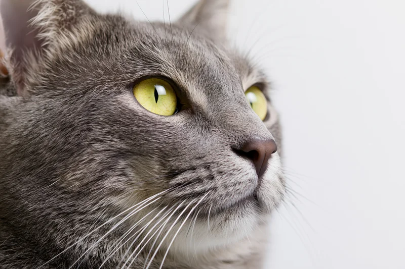 Close-up of a grey tabby cat looking alert with yellow eyes against a white background