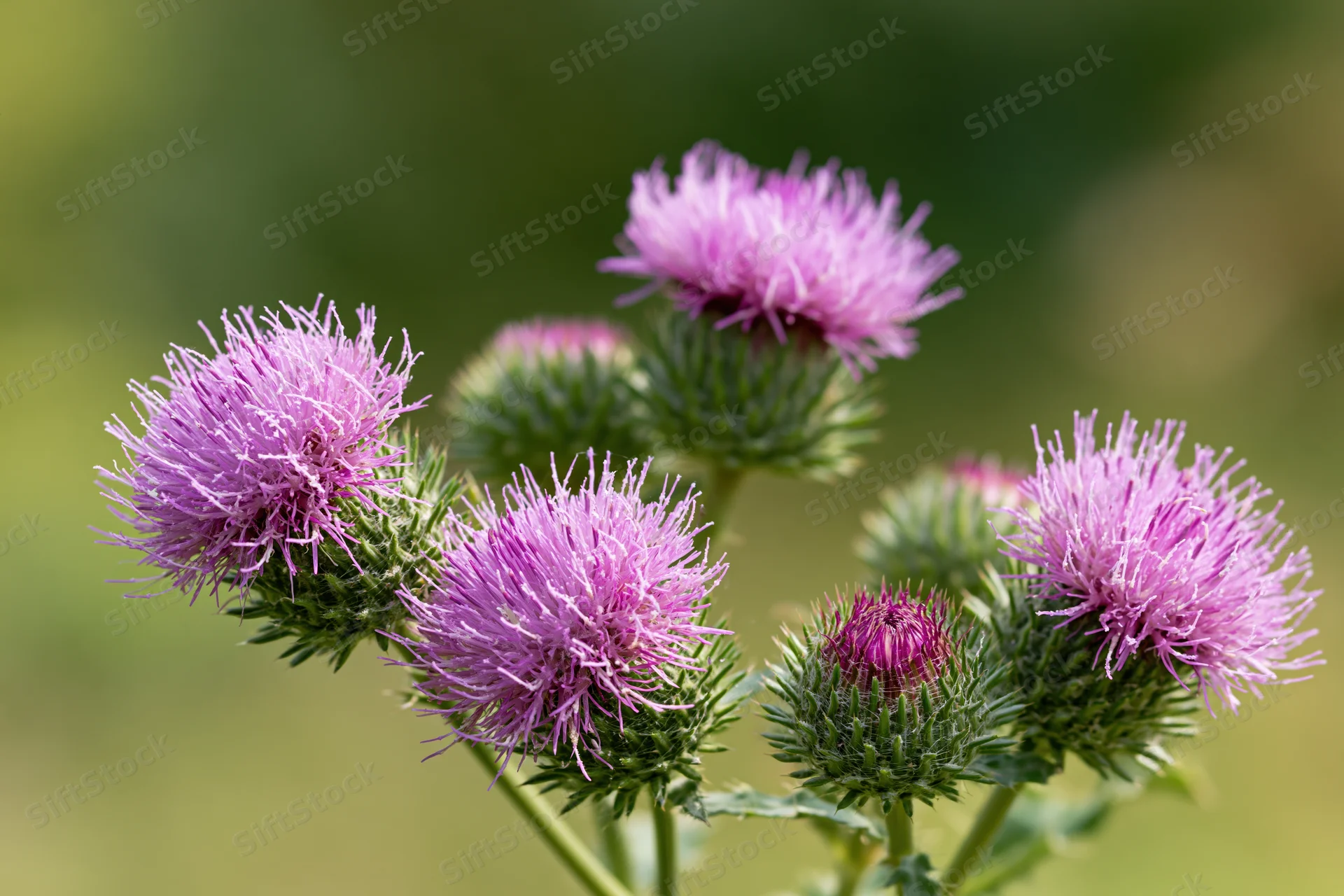 Cluster of blooming purple thistles with spiky green bracts in a natural outdoor setting