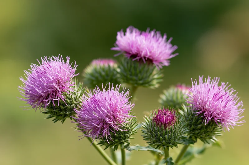 Cluster of blooming purple thistles with spiky green bracts in a natural outdoor setting