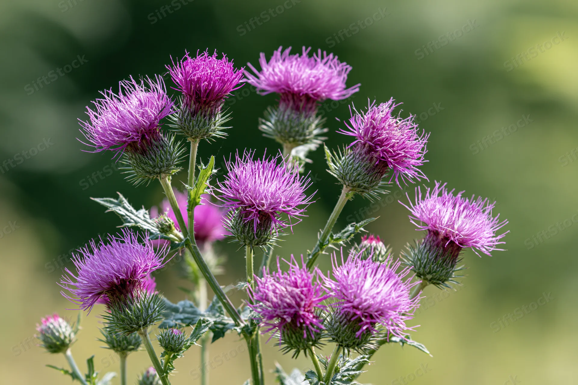 Cluster of blooming purple thistles with spiky stems and green leaves in a natural outdoor setting