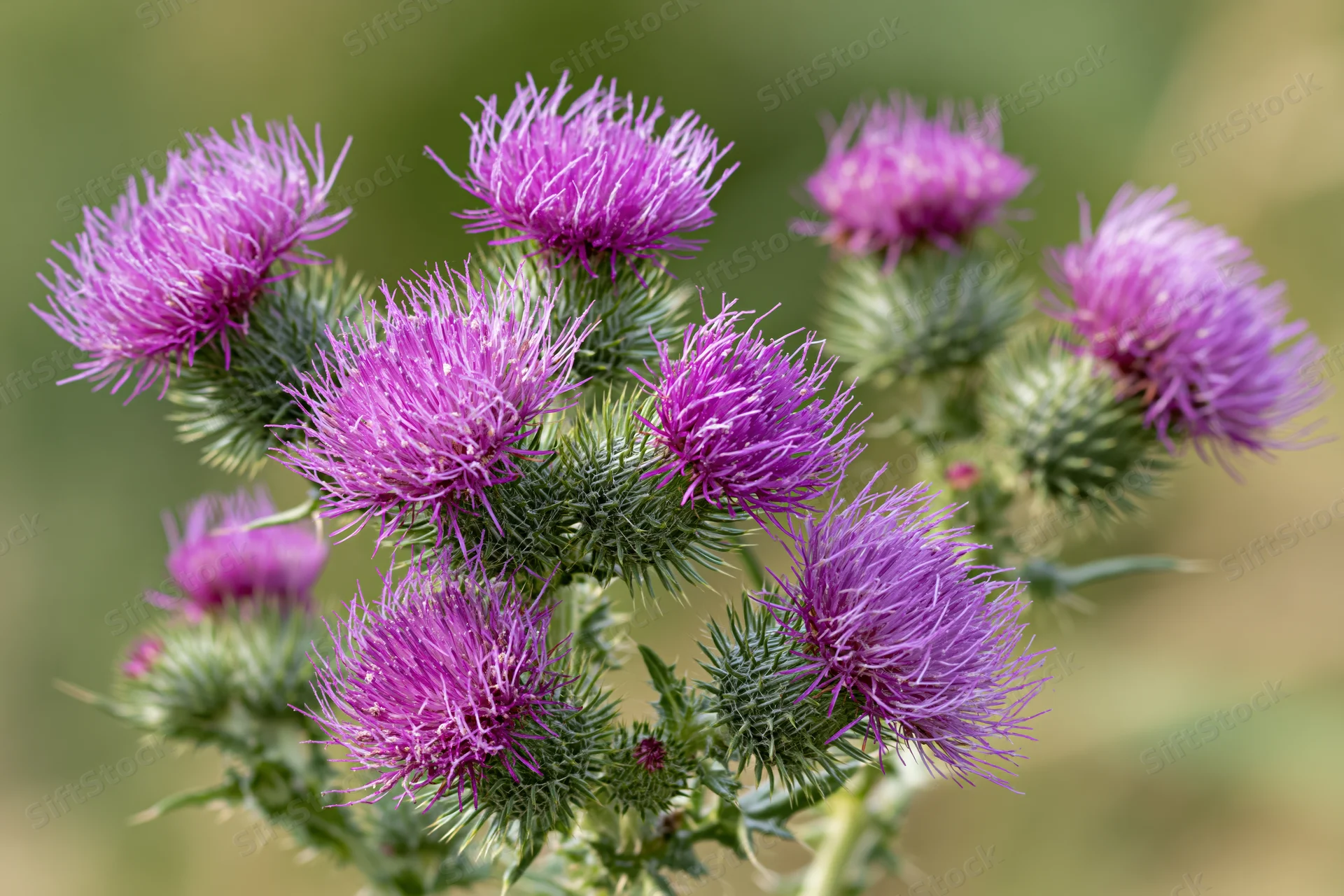 Cluster of blooming purple thistles with spiky green stems in a natural outdoor setting