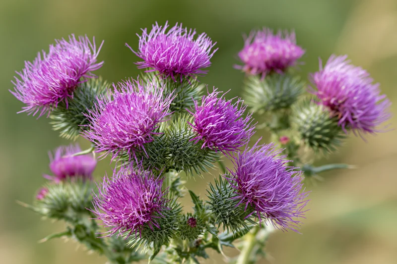 Cluster of blooming purple thistles with spiky green stems in a natural outdoor setting
