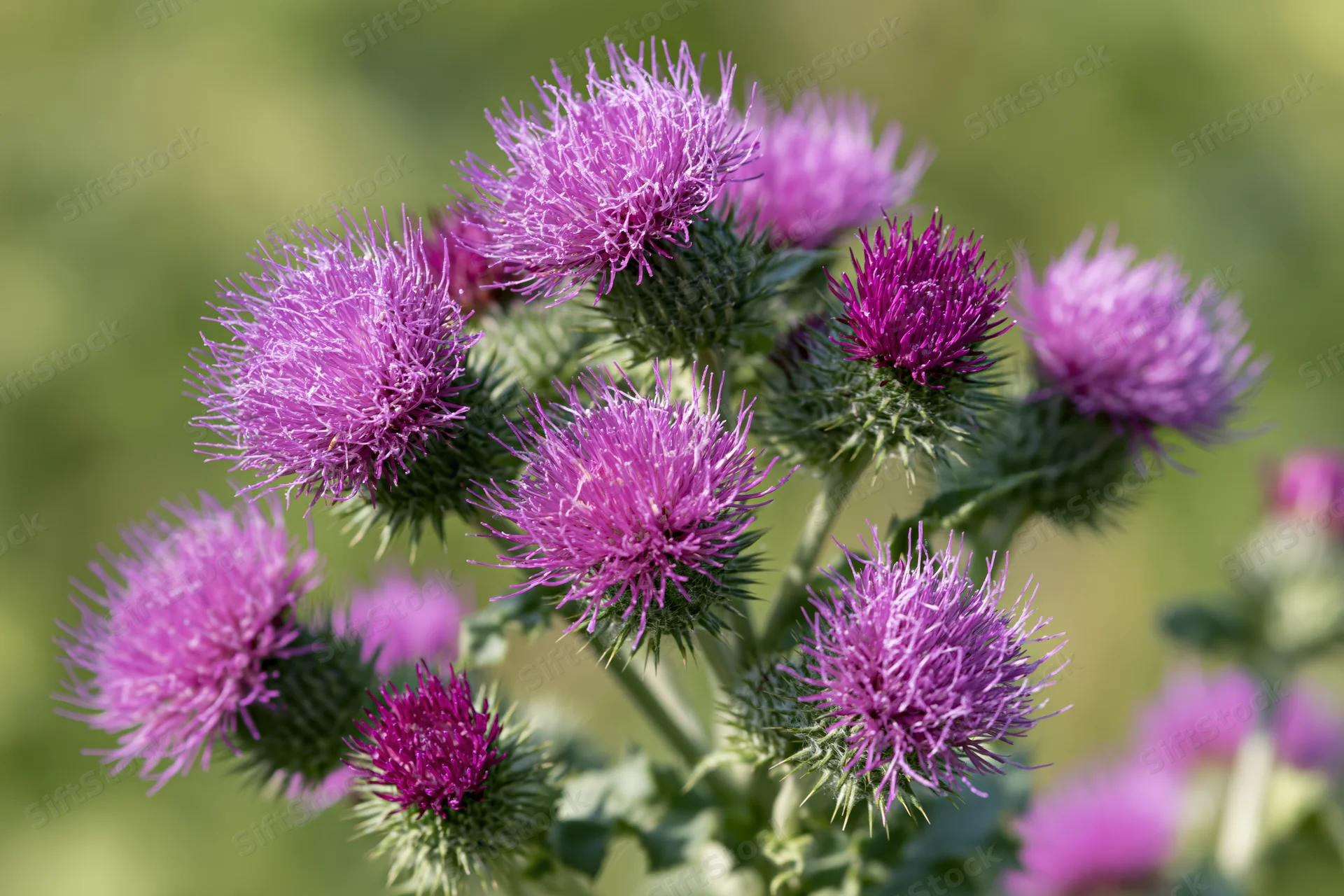 Cluster of blooming purple thistles in a green meadow