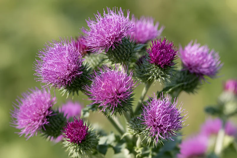 Cluster of blooming purple thistles in a green meadow