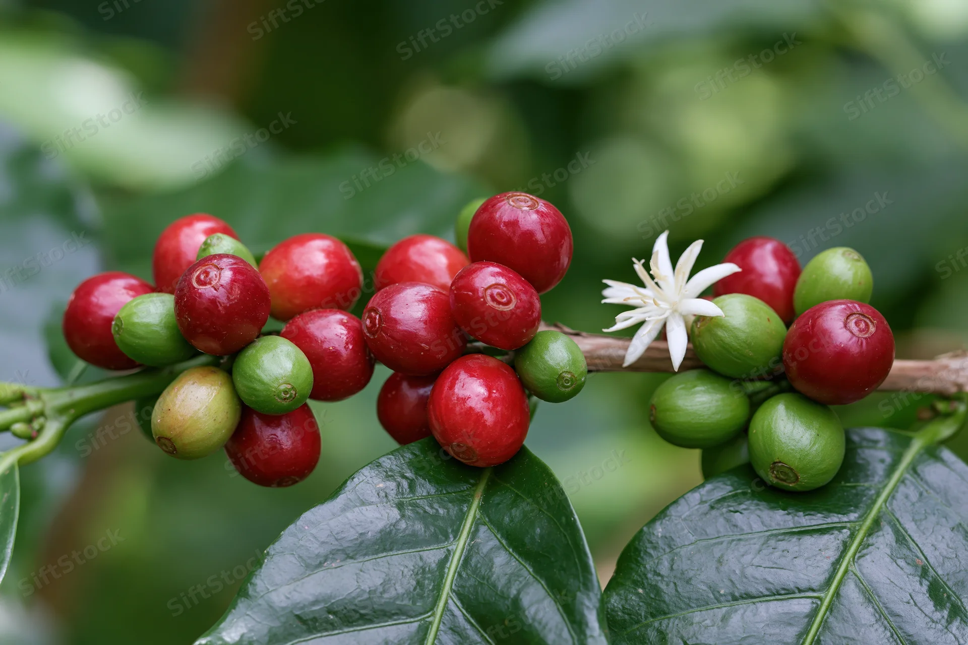Coffee plant branch with red and green cherries and a white flower among dark green leaves