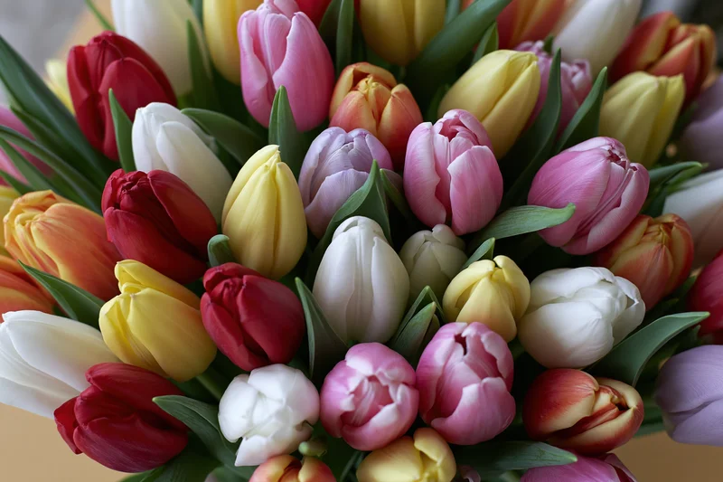 Dense bouquet of mixed tulips in various stages of bloom