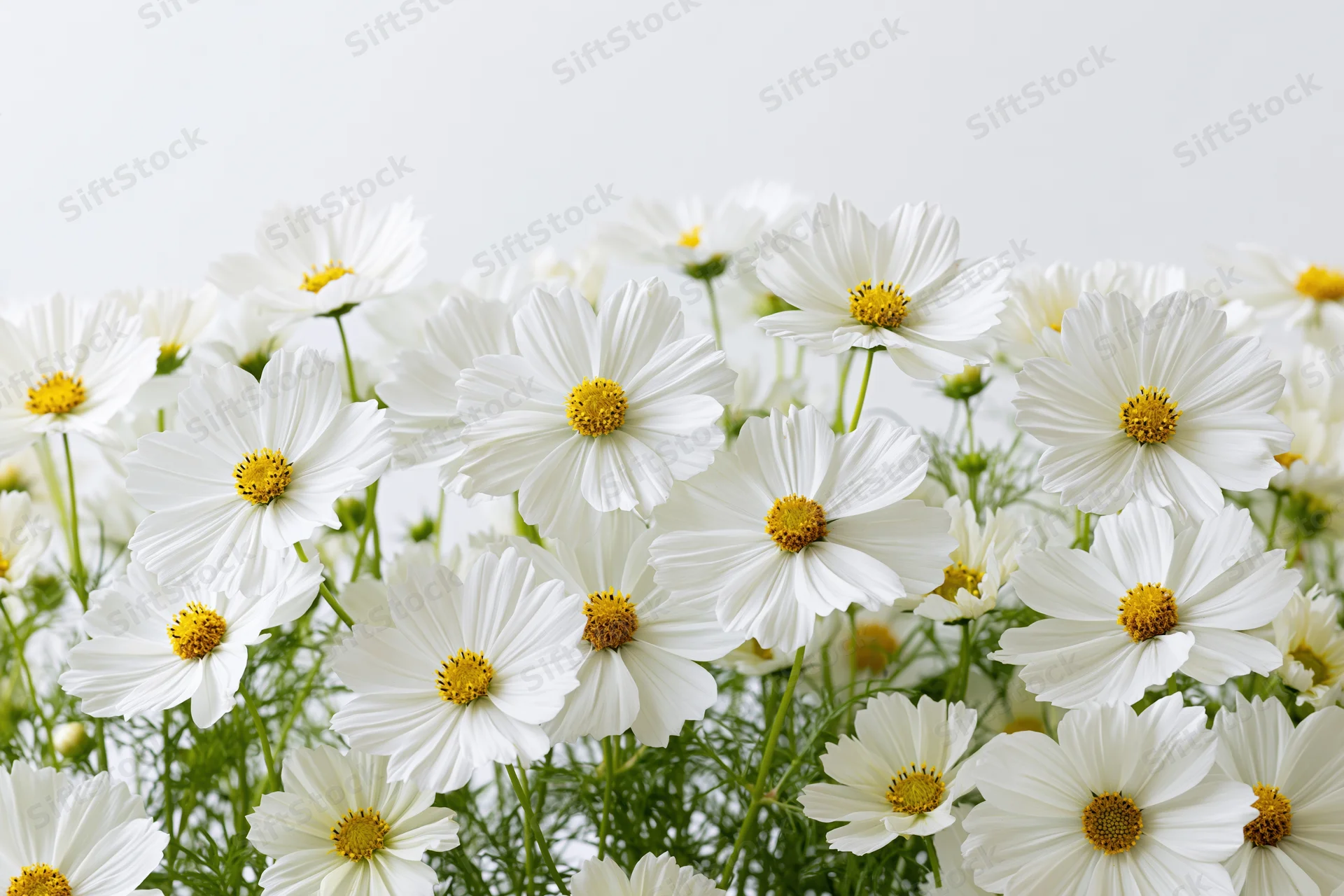 Dense cluster of white cosmos flowers with yellow centers against a plain white background