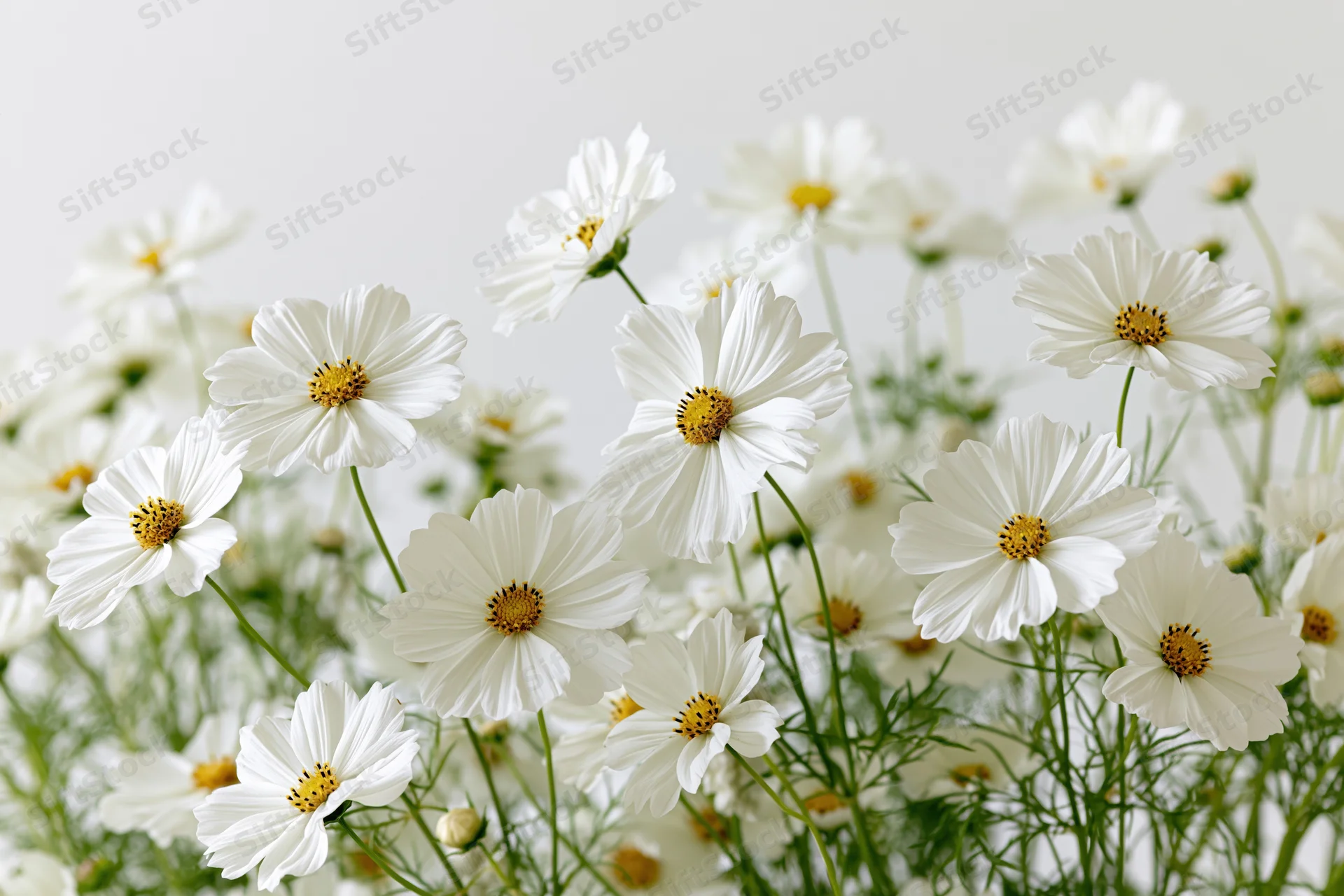 White cosmos flowers in dense cluster with yellow centers and green stems against light background