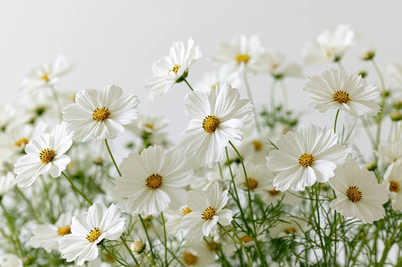 Dense cluster of white cosmos flowers with yellow centers