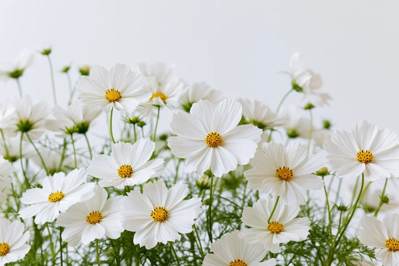 White cosmos flowers in dense cluster against plain background