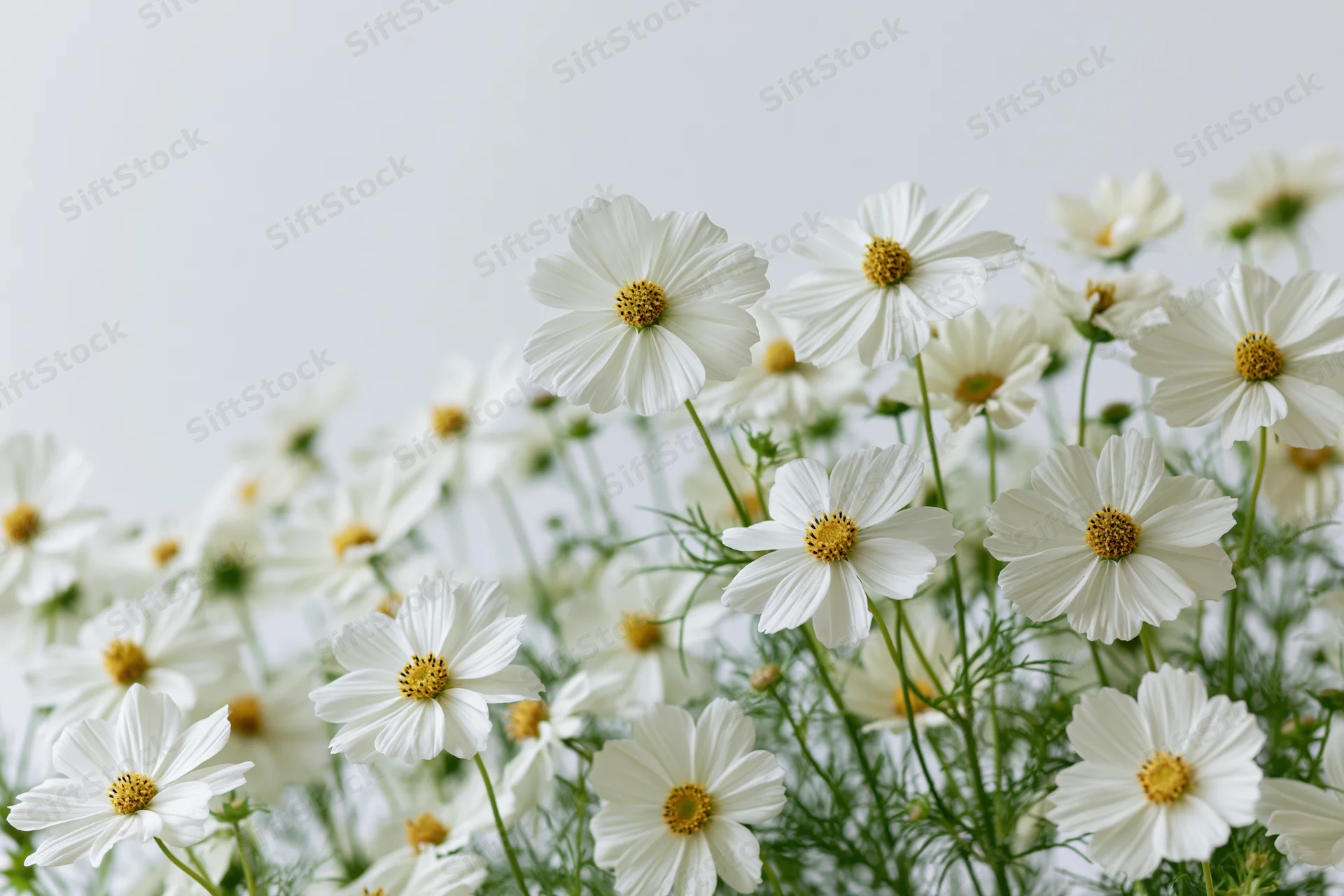 White cosmos flowers in dense cluster with yellow centers against soft light background