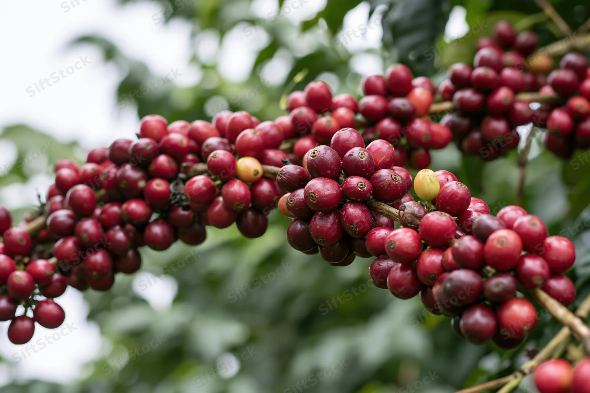 Ripe red coffee cherries clustered on a branch among green leaves in a farm setting