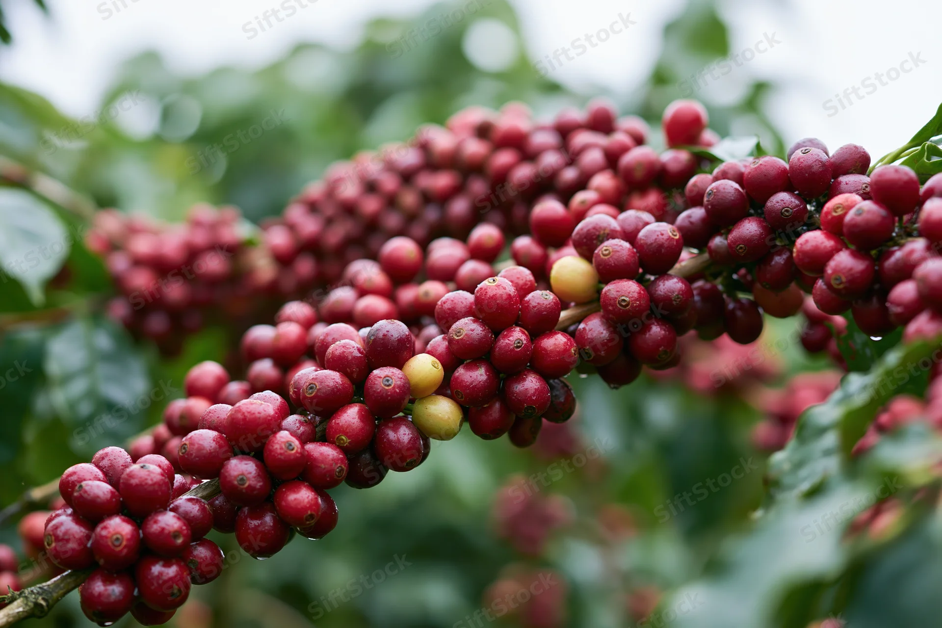 Ripe red coffee cherries clustered on a branch among green leaves in an outdoor farm setting