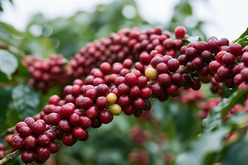 Ripe red coffee cherries clustered on a branch among green leaves in an outdoor farm setting