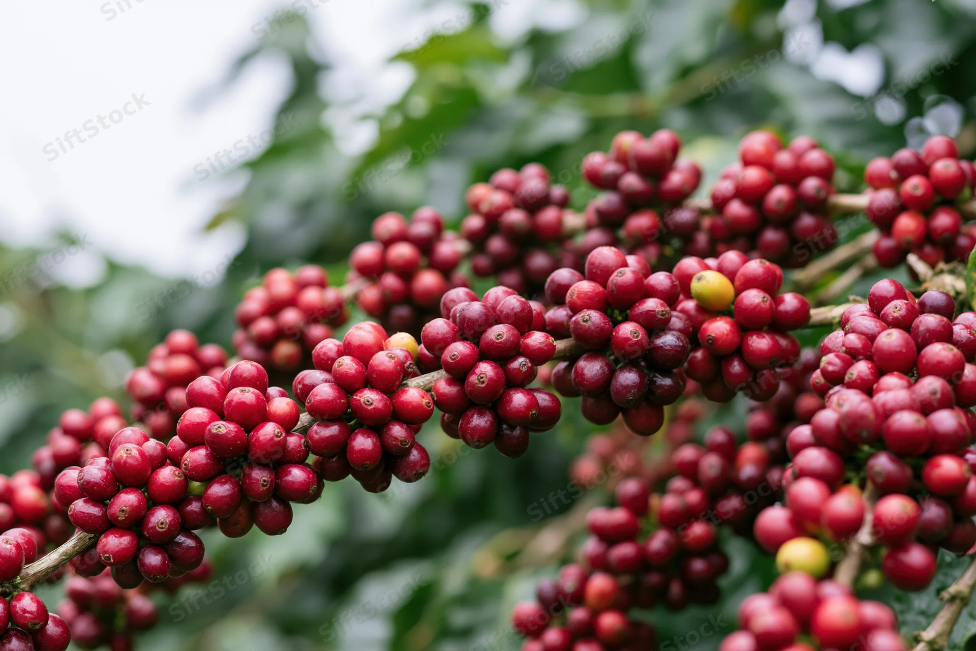 Ripe red coffee cherries clustered on branches of a coffee plant in an outdoor farm setting