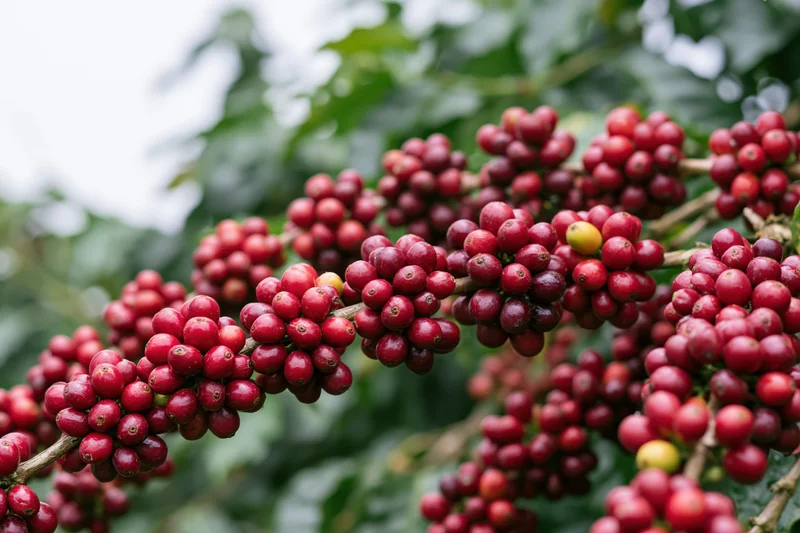 Ripe red coffee cherries clustered on branches of a coffee plant in an outdoor farm setting