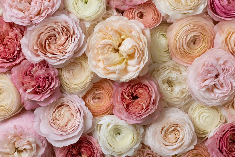 Dense flat-lay of fully bloomed garden roses in soft pink, cream and peach tones