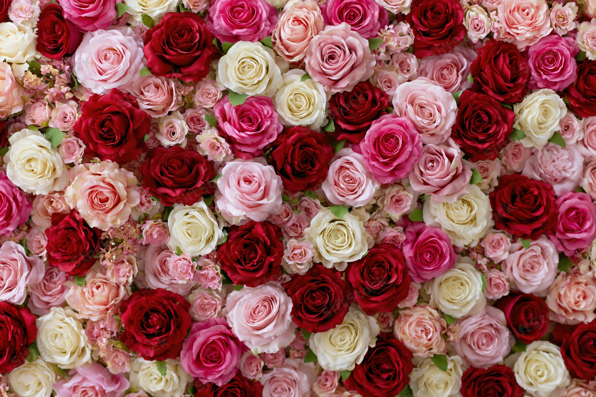 Dense wall of mixed red pink and white roses forming a floral backdrop