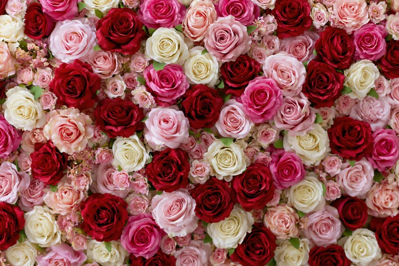 Dense wall of mixed red pink and white roses forming a floral backdrop