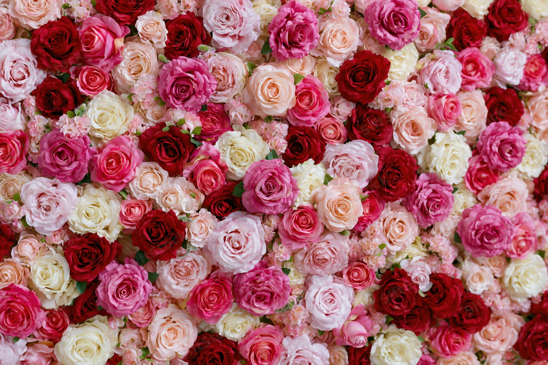 Dense wall of mixed pink red white and cream roses forming a floral backdrop